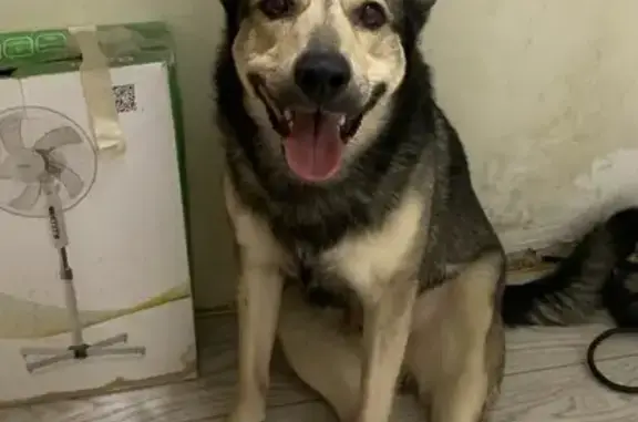 Пропала собака, улица Цвиллинга, 46, Оренбург - страдает эпилепсией - photo