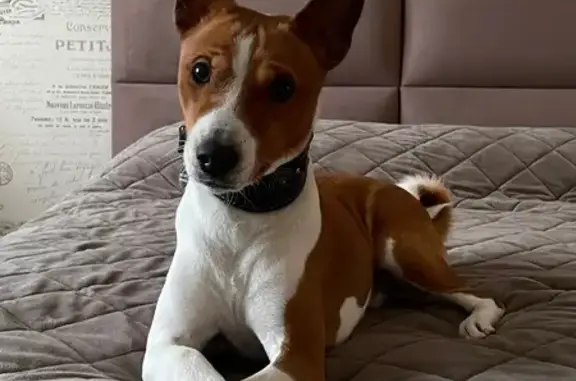 Пропала собака, Уездная улица, 19Б, Чехов - photo