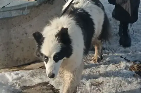 Найдена собака, Ульяновск, фото: Найдена собака, Разъезд, Ульяновск - якутская лайка с разными глазами