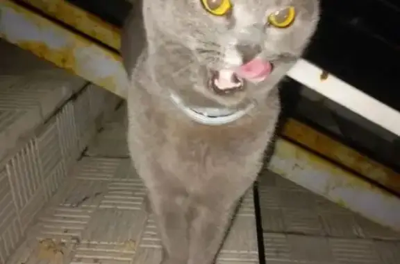 Найдена кошка, Чебоксары, фото: Найдена кошка, улица Энтузиастов, Чебоксары - серого окраса с ошейником