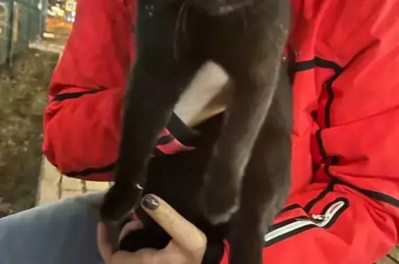 Найдена кошка, Котельники, фото: Найдена кошка, Котельники, Московская область - темно серый окрас