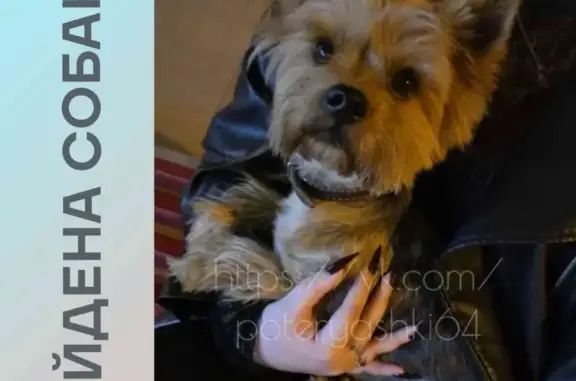 Найденные животные Приволжский, фото: Найден йоркширский терьер, Приволжский - мальчик с коричневым ошейником