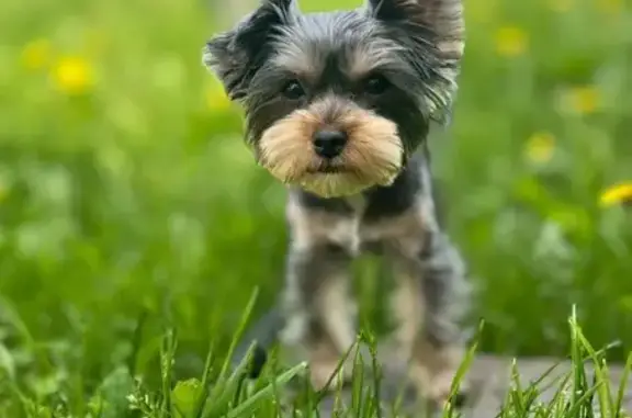 Пропала собака, женский пол, Судостроительная улица, 12, Петрозаводск - photo