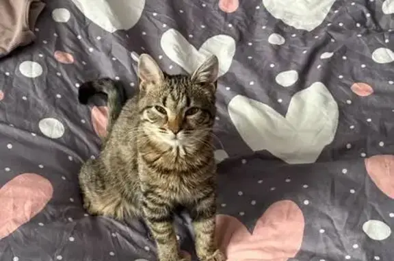 Пропала кошка, проспект Ленина, 112, Тула - откликается на кличку Милка - photo