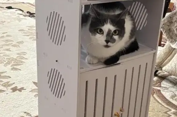 Кошки потеряшки, Черкесск, фото: Потеряшка кошка, Черкесск, Карачаево-Черкесия - серо-белая с пятнышком