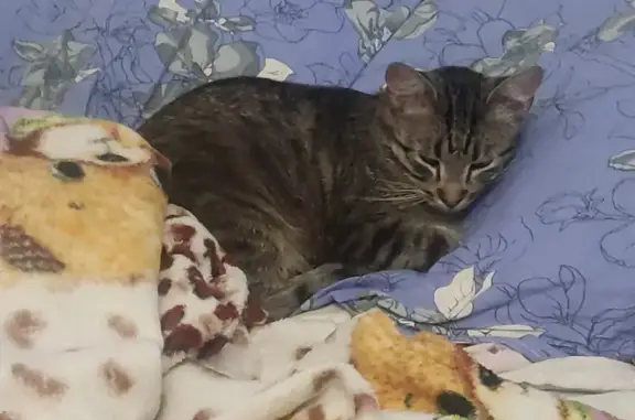 Пропал кот, Гвардейская улица, 33, Красное Село - серый с черно-белыми полосами - photo