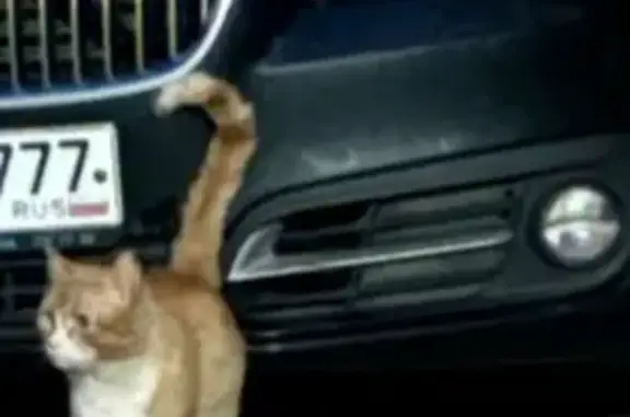 Пропал кот, 3-й Ильинский тупик, 2к1, Петрово-Дальнее, Москва - рыжий с белым окрасом - photo