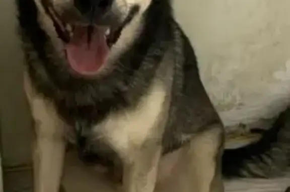 Пропал собака, Рыбаковская улица, 9, Оренбург - боится людей и транспорта - photo