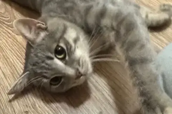 Найдена кошка, Москва, фото: Найден кот, Живописная улица, Москва - ласковый и молодой