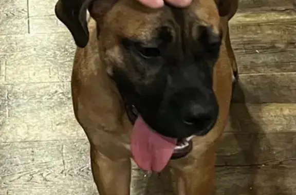 Пропала собака, Дальняя Садовая улица, Белгород - щенок Кане-Корсо, рыжего окраса - photo