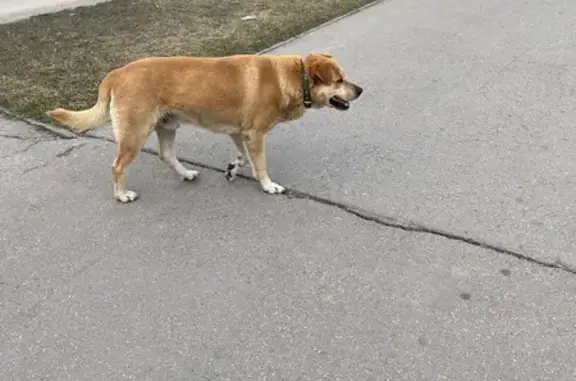 Объявления о пропавших и найденных животных, Саратов, фото: Найден собака, Набережная улица, Саратов - крупный пес с черным ошейником