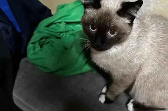 Найдена кошка, Калининград, фото: Найден котенок, Калининград - ласковый и шугается громких звуков