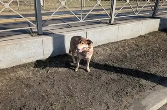 Найдена собака, Санкт-Петербург, фото: Найдена собака, Петергофское шоссе, Санкт-Петербург, бегает у трамвайной остановки Южно-Приморский парк