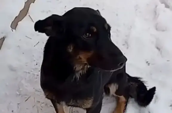 Пропала собака, Почесновики, Рыбинск - девочка черная, откликается на «Мамочка» - photo