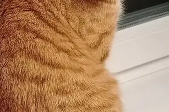 Пропал кот, Пятницкое шоссе, Курилово - рыжий и полосатый - photo