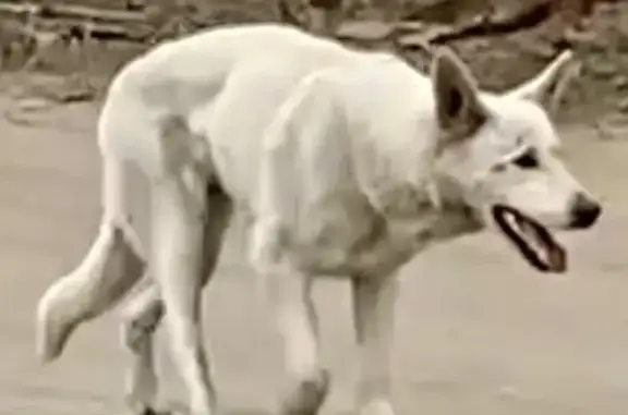 Потерянные животные Александров, фото: Пропала собака, городское поселение Александров, Александров - грязно белый и травмирован