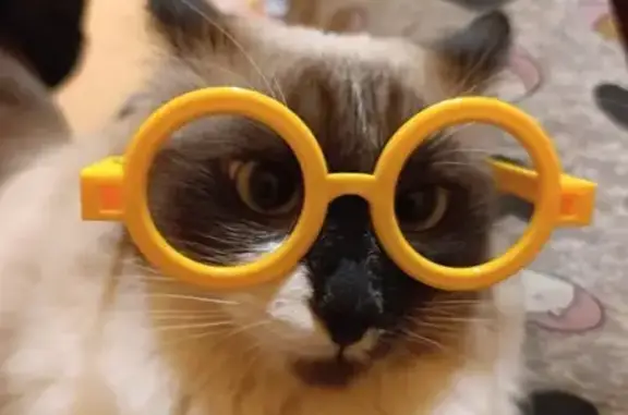 Пропал кот, 4-я Криволученская улица, 4, Тула - большое белое пятно на морде - photo