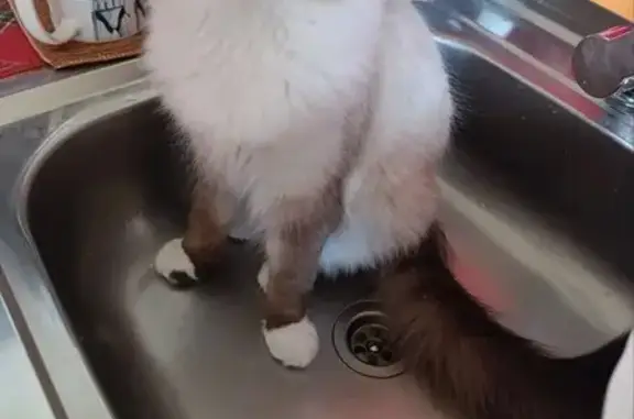 Пропал кот, 4-я Криволученская улица, Тула - вышел гулять в первый раз - photo