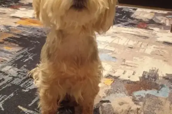 Найдена собака, Москва, фото: Найдена собака, Чусовская улица, 11 к5, Москва - замёрзшая