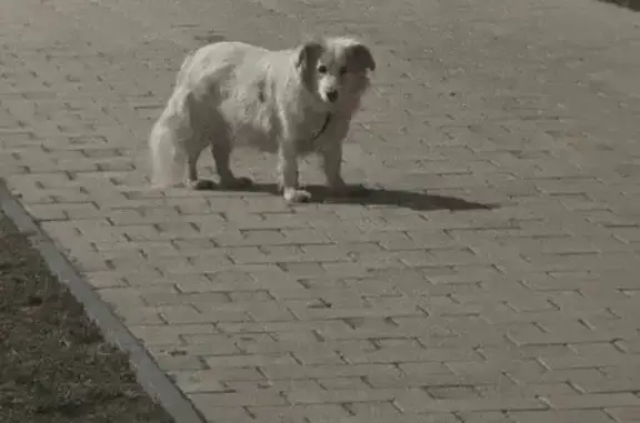 Найдена собака, Новое Девяткино, фото: Найдена собака, Лесная улица, Новое Девяткино - беленькая с коричневыми ушами