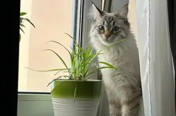 Пропала кошка, Узорная улица, 207, Покровское - невская маскарадная, 2 года - photo