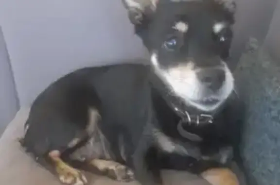 Потерянные животные Каменск-Уральский, фото: Пропала собака, женский пол, Озёрная улица, 6, Каменск-Уральский - черный окрас с рыжими лапками