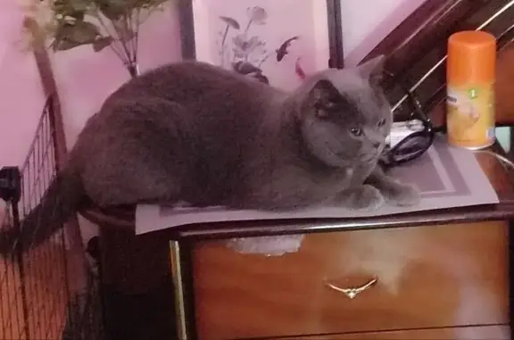 Объявления о пропавших и найденных животных, Энгельс, фото: Найден кот, улица Свердлова, 5, Энгельс - британец, ласковый и пугливый