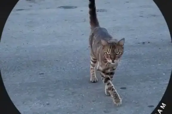 Найдена кошка, Яковлевское, фото: Найдена кошка, Яковлевское, Москва - бенгальская, ласковая