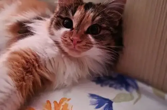 Пропала кошка, улица Дружбы, Рыбное - возможно, испугалась собак - photo