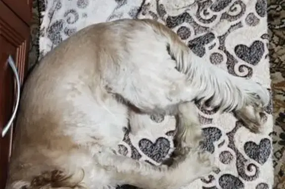 Объявления о пропавших и найденных животных, Знаменский, фото: Найден собака, Заповедная улица, 40, Знаменский - спаниэль, 8 кг