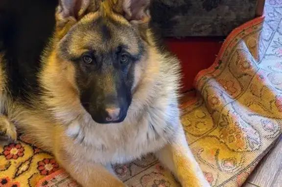 Объявления о пропавших и найденных животных, Придорожный, фото: Пропала собака, Центральная улица, 1А, Придорожный - зовут Шейли, 8 месяцев