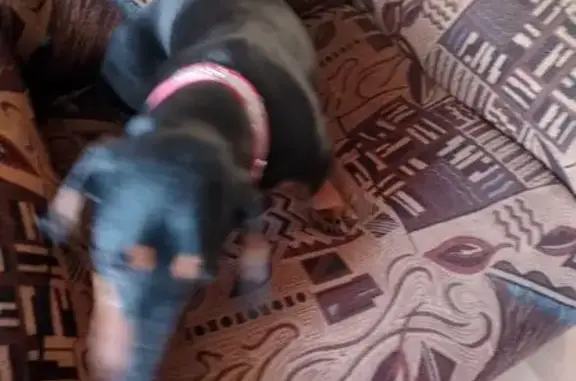 Найдена собака, Краснокамск, фото: Найдена собака, женский пол, улица Матросова, 21, Краснокамск