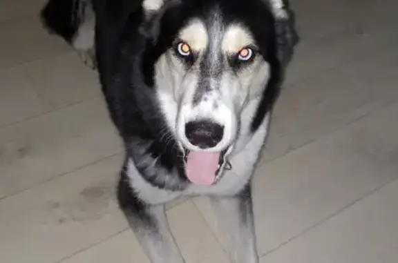 Пропал собака, Геофизическая улица, Елизово - лайка со смесью хаски, голубые глаза - photo