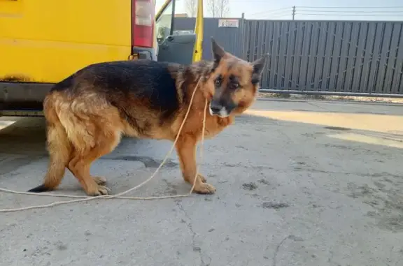 Найденные животные Всеволожск, фото: Найдена собака, проспект Толстого, 3, Всеволожск - овчарка, сука, около 5 лет