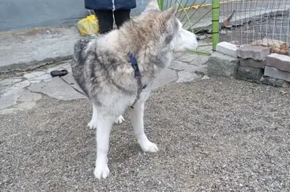 Объявления о пропавших и найденных животных, Владивосток, фото: Найдена собака, женская, улица Шевченко, 109, Владивосток - бело-серая, очень добрая