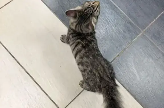 Найдена кошка, Красноярск, фото: Найдена кошка, Красноярск, ласковый и домашний