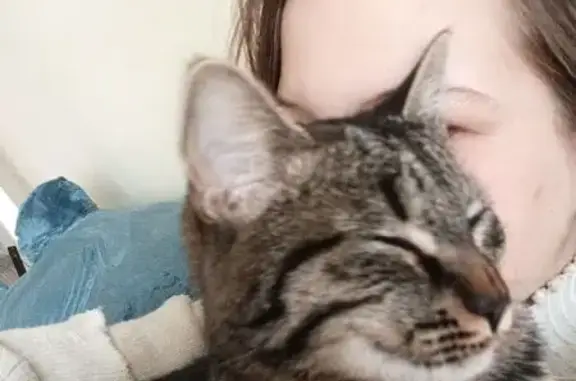 Пропала кошка, Красная площадь, Москва - серо-коричневый окрас - photo