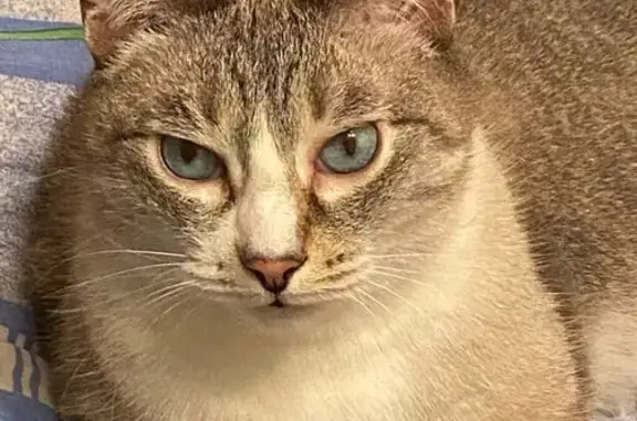 Пропал кот, улица Чапаева, 80 к1, Екатеринбург - кличка Сильвер - photo