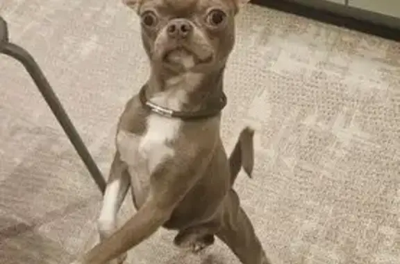 Собаки потеряшки, Мосрентген, фото: Потеряшка собака, 4, Мосрентген, Мосрентген - лиловый с белым окрас