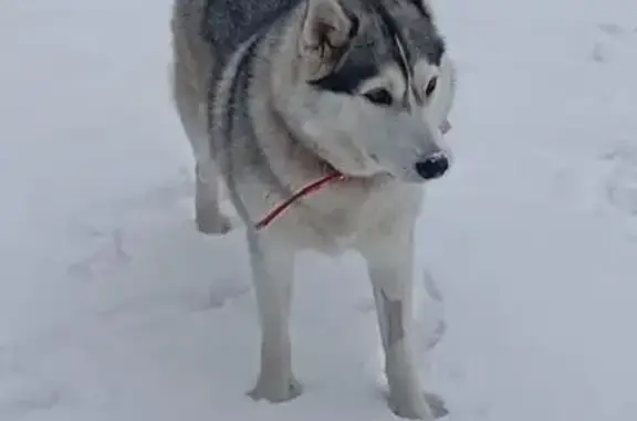 Пропала собака, Смоленское сельское поселение, Смоленское - бело-черный окрас, красный ошейник - photo