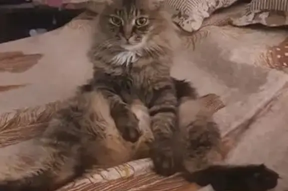 Пропал кот, улица Генерала Тихонова, 11, Черногорск - короткий хвостик, нуждается в особом уходе - photo