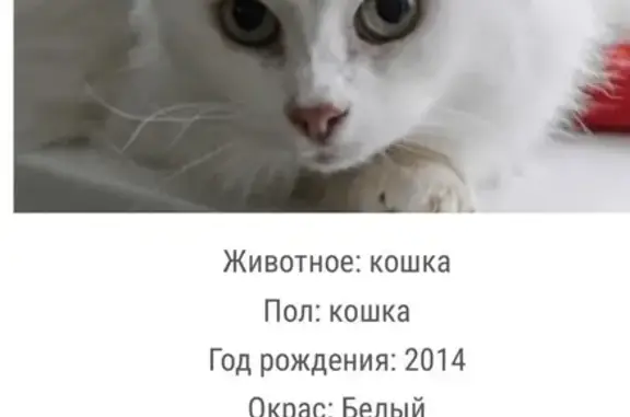 Найдена кошка, Зеленоград, фото: Найдена кошка, Панфиловский проспект, к1106, Зеленоград