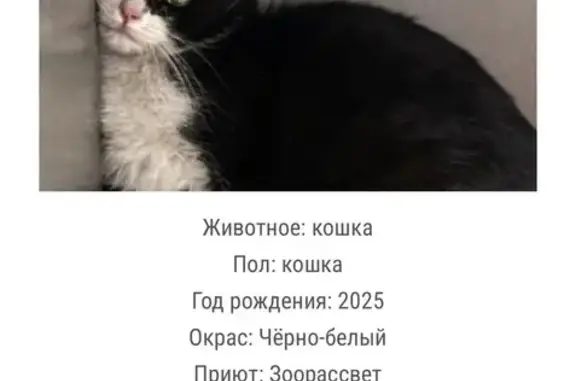 Найдена кошка, Москва, фото: Найдена кошка, 2-й Силикатный проезд, Москва