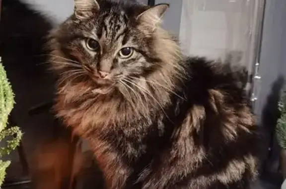 Кошки потеряшки, Солнечногорск, фото: Потеряшка кот, мкр-н Дедешино-2, Солнечногорск - возможно, испугался громкого хлопка