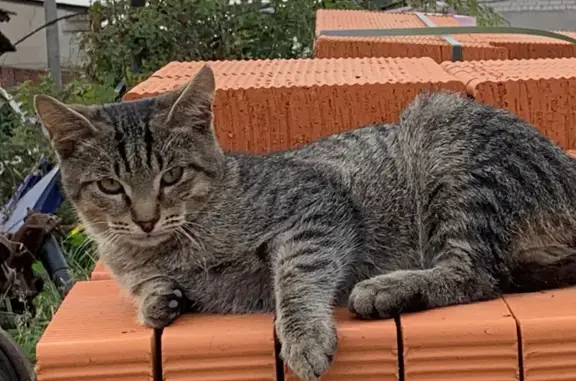 Пропал кот, улица Соловьёва, 44А к1, Йошкар-Ола - коричневый с полосками - photo