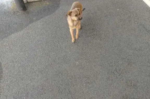 Объявления о пропавших и найденных животных, Завитинск, фото: Найдена собака, Советская улица, 81, Завитинск