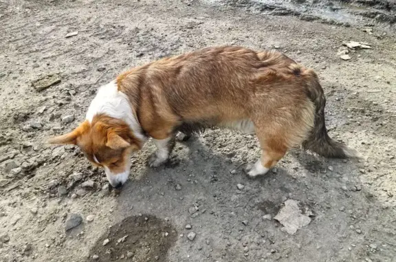 Объявления о пропавших и найденных животных, Уфа, фото: Найден собака, улица Елизаветы Глинки, Уфа - корги бегают по дороге