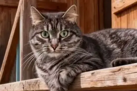 Пропал кот, улица Карла Маркса, 79, Добрянка - серый, кастрированный - photo