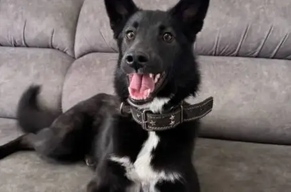 Найденные животные Чита, фото: Найдена собака, Чита, черно-белый окрас, похожа на лайку