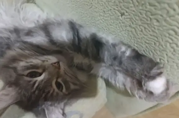 Пропала кошка, улица Зинаиды Коноплянниковой, Тверь - серый почти тигровый, очень ласковый - photo